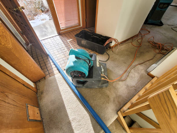Best Basement water damage restoration  in Black Forest, CO