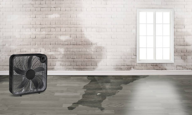 Best Local water damage restoration  in Black Forest, CO